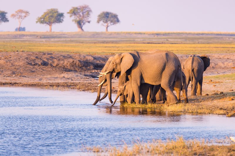 Elephants drinking at the Chobe River, Botswana &mdash; Chobe river safari cruise