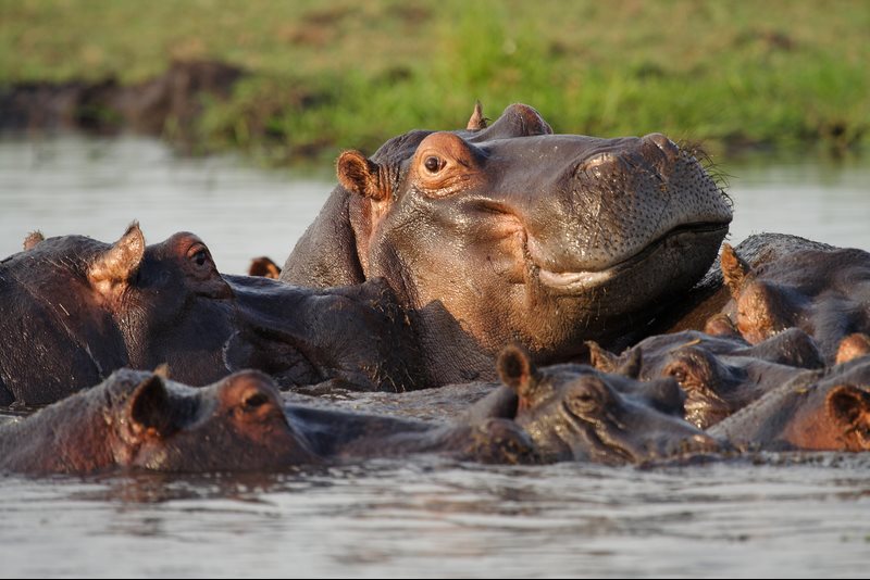 Hippos in a Botswana waterway &mdash; Okavango and Chobe region river safari